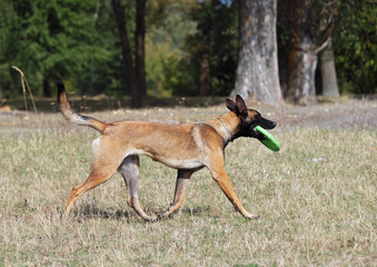 The  dog Belgian Malinois dog brings a disk on command © goldika