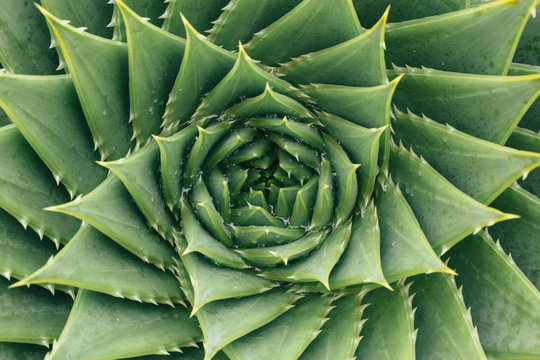 Succulent from Above