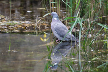 Common wood pigeon standing by still stream with reflection in the water