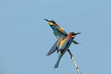 beautiful colorful birds sitting on a tree branch, isolated background