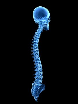 3d rendered medically accurate illustration of the spine and skull