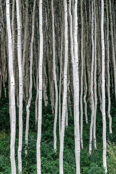 Birch Forest In Park City, Utah