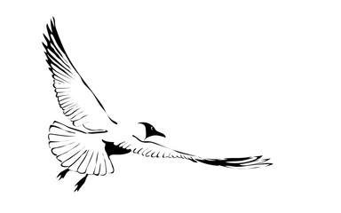 Vector hand drawn image of soaring seagull, Line art illustration isolated on white background