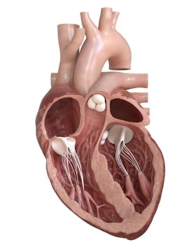 3d rendered medically accurate illustration of a heart cross-section