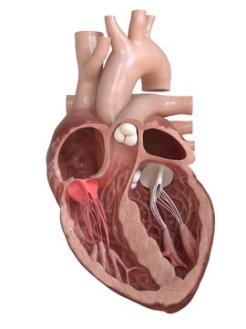 3d rendered medically accurate illustration of the tricuspid valve