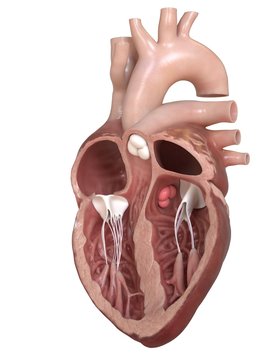 3d rendered medically accurate illustration of the aortic valve