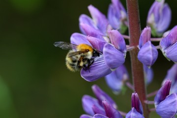 common carder bee