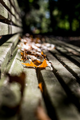 Bench in Fall