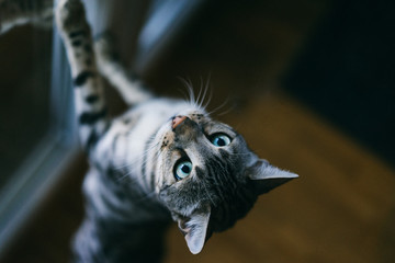 Bengal cat trying to catch toy mouse