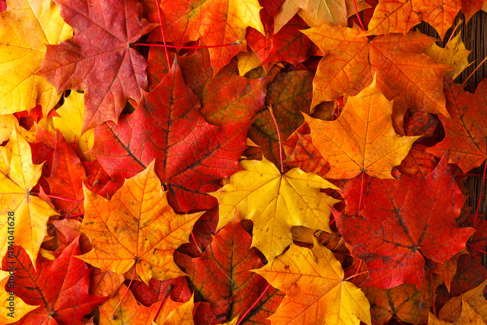 Canvas Prints autumn background with maple leaves