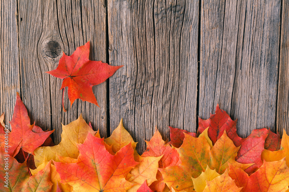 Poster decorative backgrounв frame from fall maple leaves