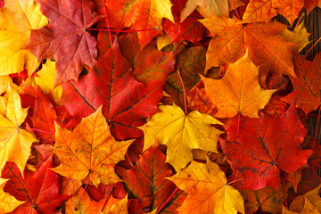 Autumn background with maple leaves - obrazy, fototapety, plakaty