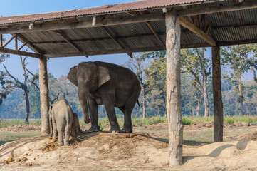 Elephants in Chitwan National Park in Nepal