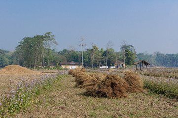 Field in Nepal. Near Chitwan