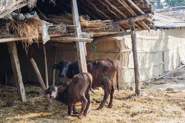 Buffalo in the stall. Buffaloes in a village in Nepal