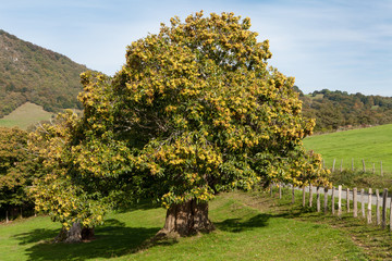 Millenary chestnut in autumn
