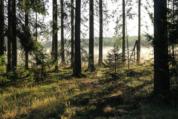 Puszcza Piska forest near Niedzwiedzi Rog in a beautiful morning light