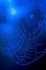 Water-drops on a spider web with a blue background