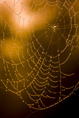 Water-drops on a spider web with a light brown background
