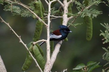 African paradise flycatcher