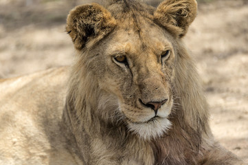 Close up of male lion's head as he sits on ground, Tarangire National Park, Tanzania, Africa