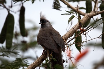 Speckled Mousebird