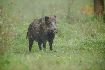 Wild boar near farmland
