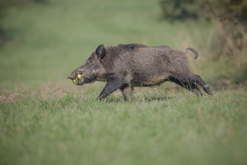 Male boar with apples, running