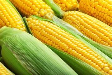 Fresh corn cobs, close up