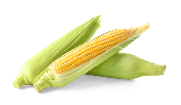Fresh corn cobs, isolated on white