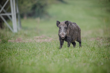 Countryside boar
