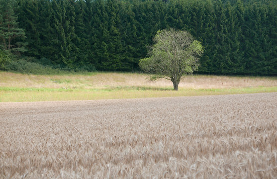 Rand eines Feldes mit reifem Getreide, dahinter Wiese, einzelner Laubbaum und Tannenwald