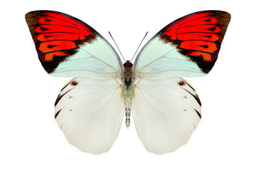 beautiful butterfly isolated on a white