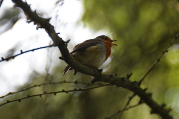 Singing robin bird on a branch
