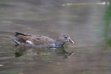 Juvenile moorhen duck swimming across still calm lake