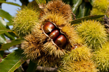 chestnut hedgehog with sharp spikes