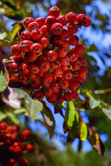 Rowan berries 
