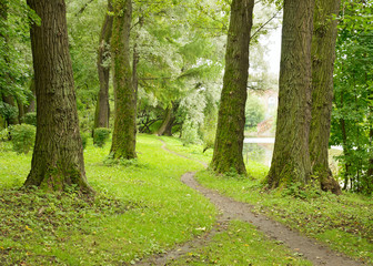 Path between trees in the Park.