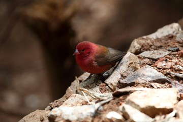 Red-billed Firefinch
