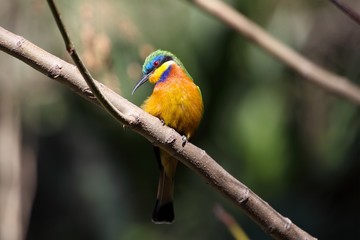 Blue-breasted bee-eater