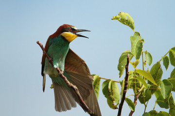 Bee-eater on a branch