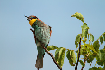 Bee-eater on a branch