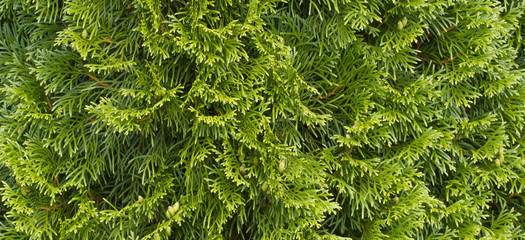Green thuja hedges natural background
