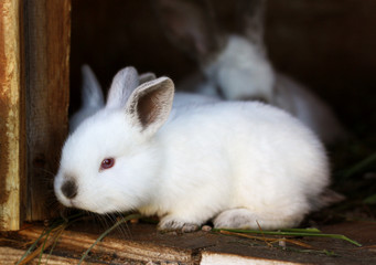 Rabbit in the cage.