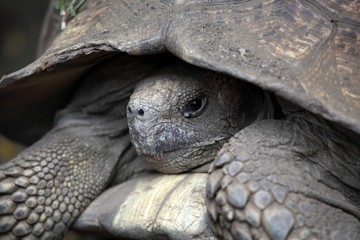 African spurred tortoise