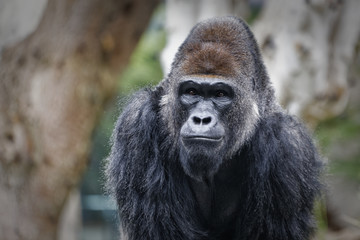 Gorilla portrait with blurred background showing face and upper body