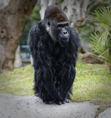Gorilla portrait outside in day light with blurred background