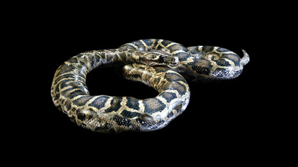 Naklejka premium 3d Boa Constrictor The World's Biggest Venomous Snake Isolated on Black Background, 3d Illustration, 3d Rendering