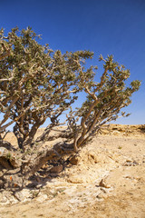 Frankincense tree, growing in a Dhofar mountains near Salalah, Oman