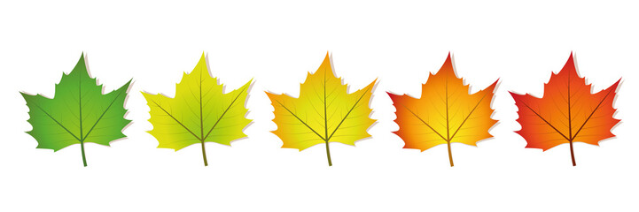 fotosynthese ahornblatt 5 stufen